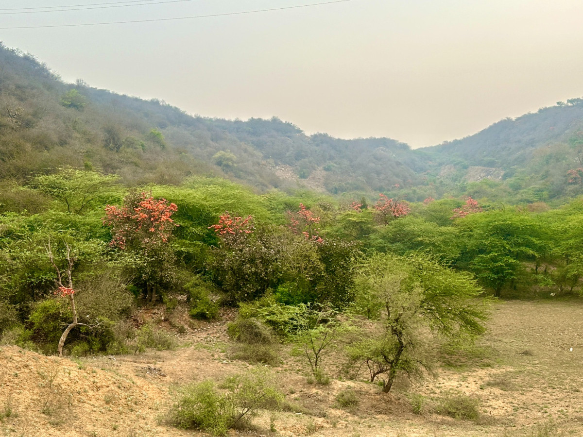 The Aravallis in Bhondsi in Gurugram district. Photo: By arrangement