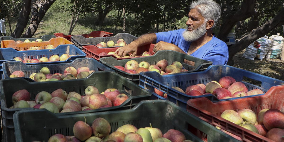 Kashmir's Fruit Economy Pays the Price of Highway Disruptions as Farmers Fear the Worst