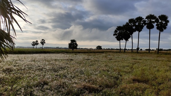 Fields in Bihar Arwal district