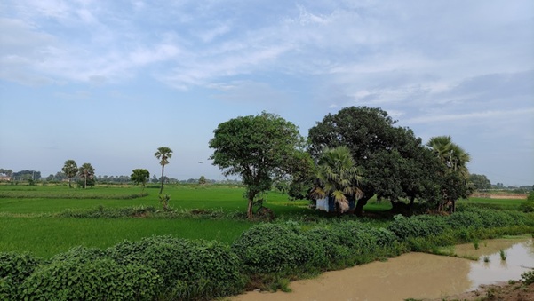Chhath Puja is a traditional post-harvest festival marked in Bihar.