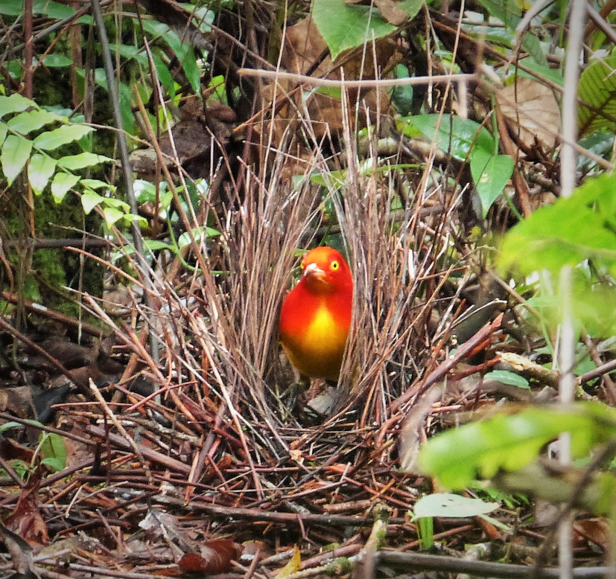 Flame Bowerbird