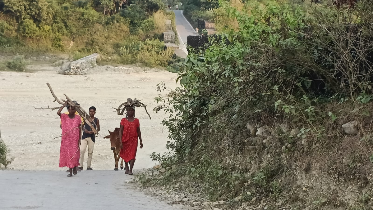 A group of Rajbanshi walking with their calf and fire wood.