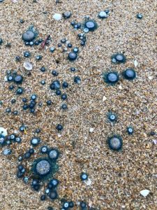 a mass blue button beaching and a fisher’s long view of a changing sea