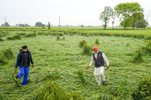 india must support its oilseed farmers