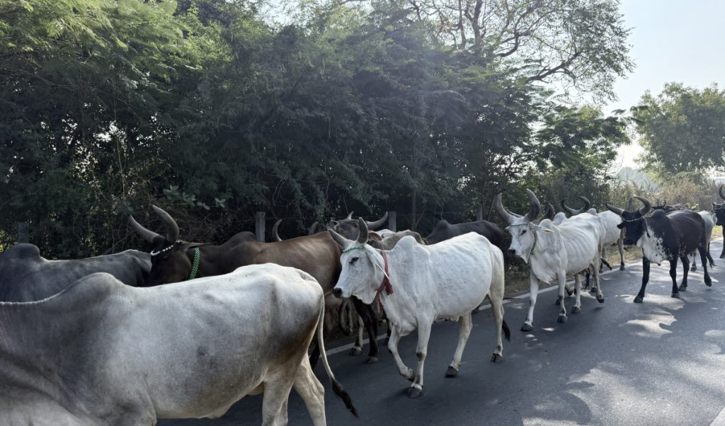 cow