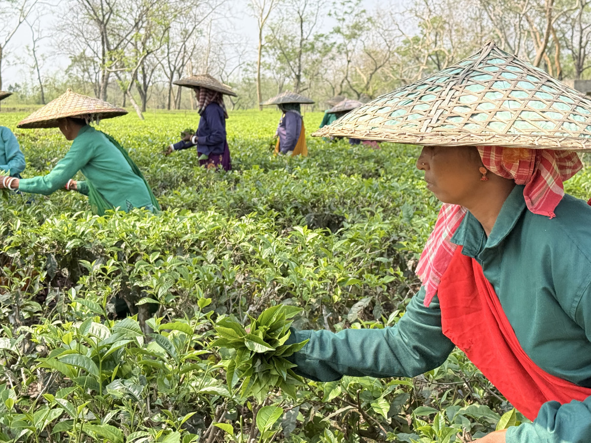 Tea garden workers in Doloo tea estate in Silchar, Assam. 
