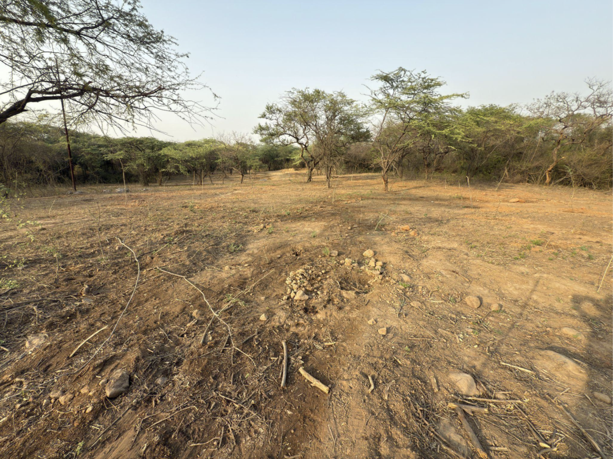 Current plantation efforts on the Central Ridge involve clearing most of the biodiversity-rich understory vegetation. Image source: Author’s personal arrangement.