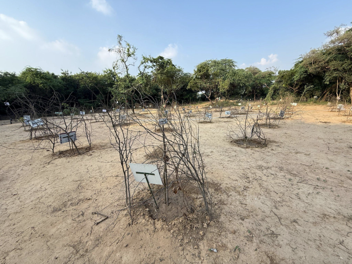 Plantation on the Central Ridge so far has been confined to stick-straight saplings planted in a grid. Photo: By arrangement