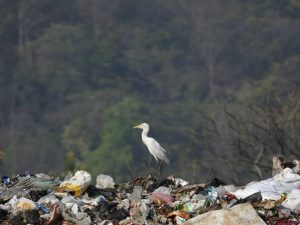 plastic waste in the wild  the himalayas are telling a story we haven t learned to see yet