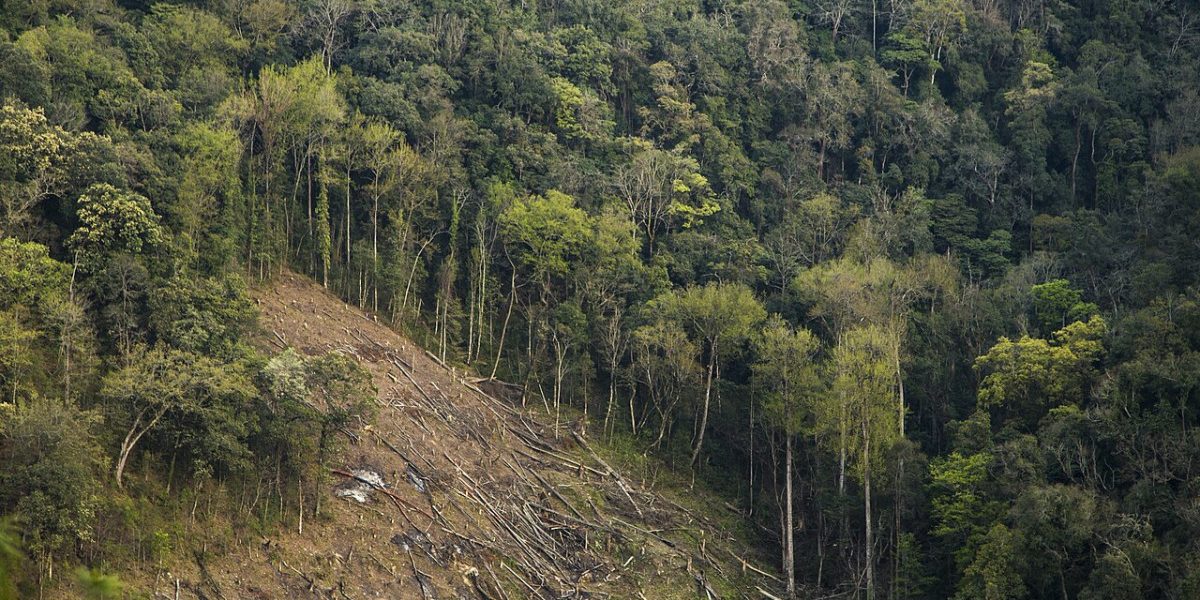 More Than 2.8 Million Trees on Forest Land Approved For Felling in Three Years: Report 1 More Than 2.8 Million Trees on Forest Land Approved For Felling in Three Years: Report