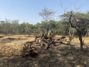jcbs and chemicals are threatening termites  the hidden engineers of delhi ridge