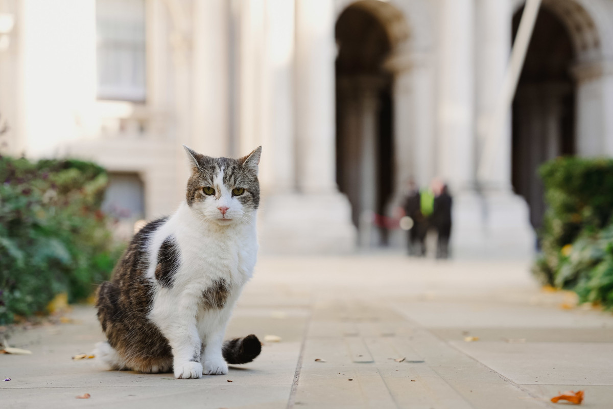 Larry the Cat visits the Foreign, Commonwealth and Development Office ahead of the Coalition Of the Willing meeting. Photo: Flickr/Ben Dance/ FCDO (CC BY-NC-ND 4.0)