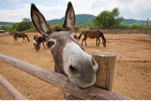 the many uses of ‘ass’ in american english