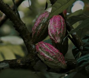 how scientists are perfecting chocolate