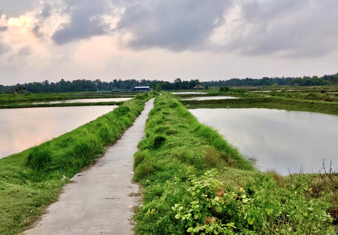 Around 90% of the agricultural land in Nandigram’s two blocks has now been converted into fisheries, where shrimp farming is allegedly being carried out through benami operations. Photo: Joydeep Sarkar