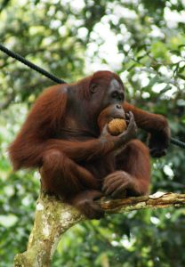 probe ordered as orangutans not indigenous to india found in odisha forest