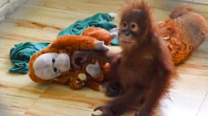 take steps to return infant orangutans immediately if they originated in indonesia  its forestry ministry urges india